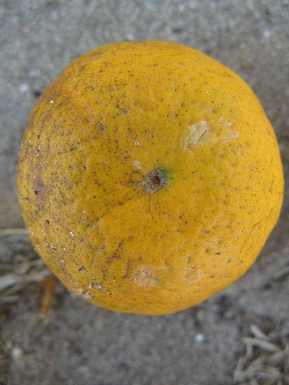              Fruit (Winter Haven, FL)       